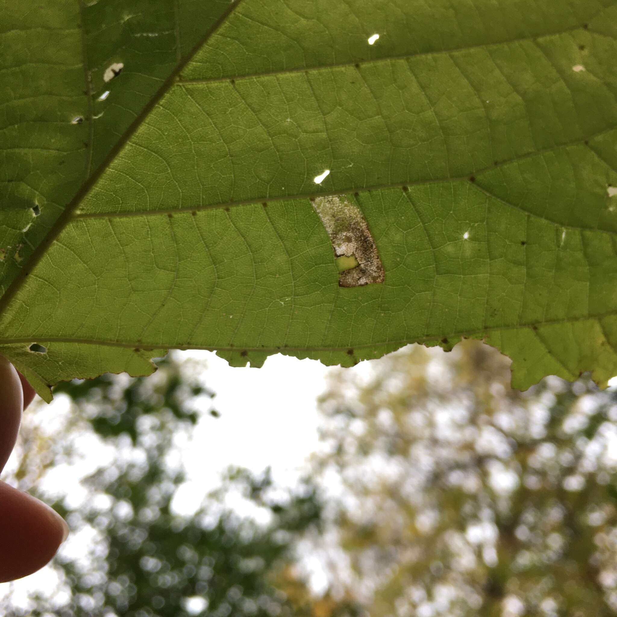 Image of Stigmella argentifasciella (Braun 1912) Newton et al. 1982