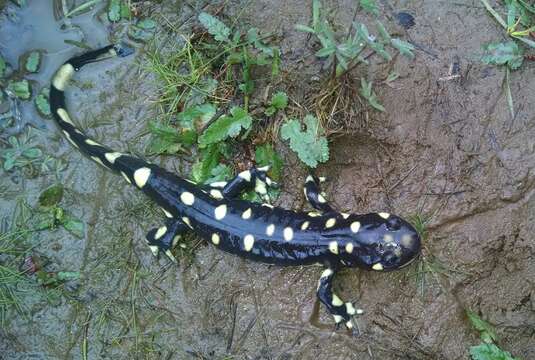 Image of California Tiger Salamander