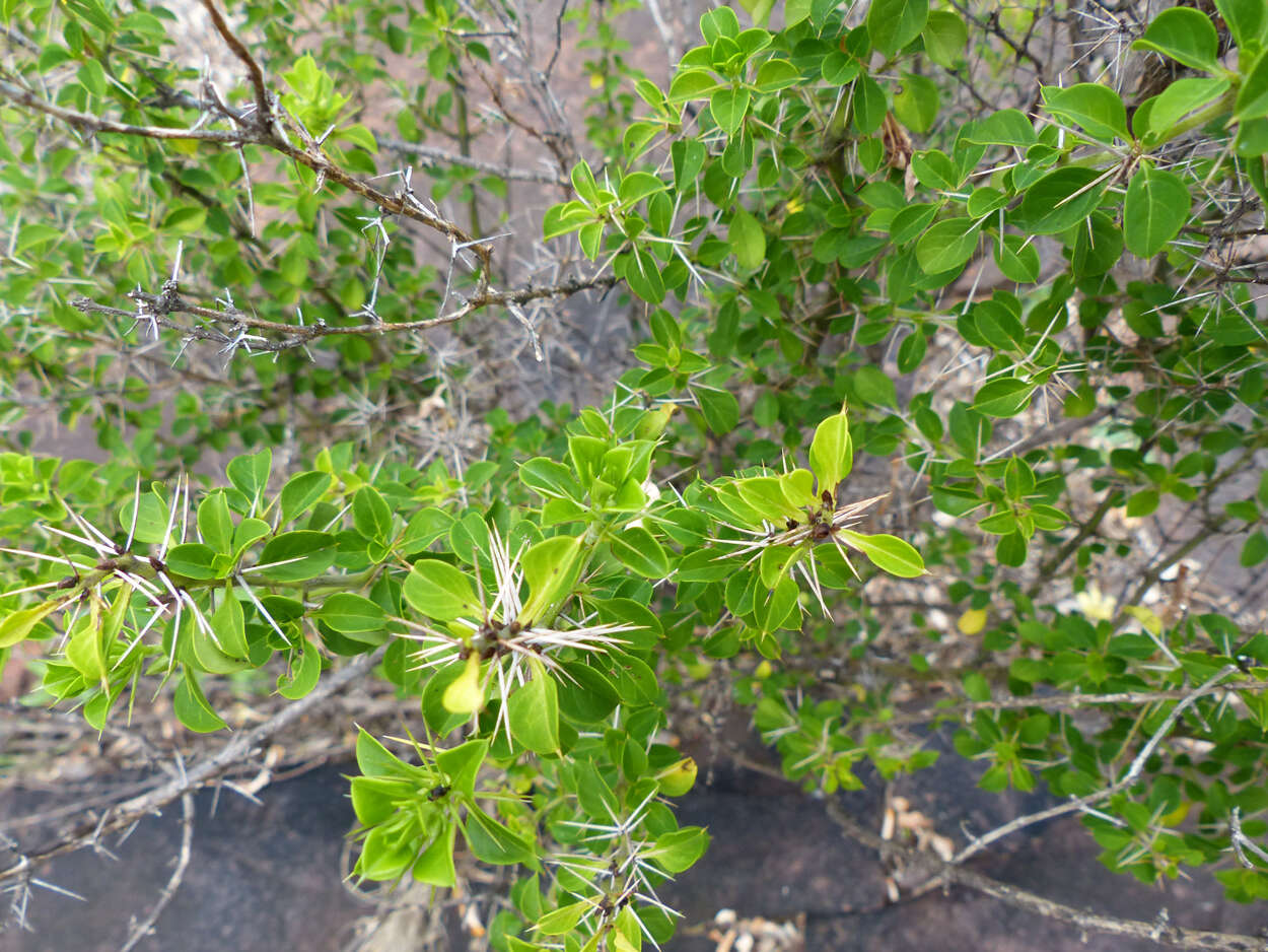 Image of Barleria rotundifolia Oberm.