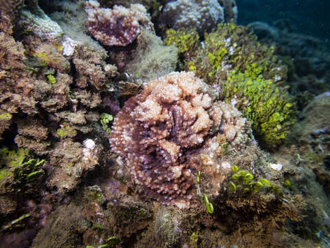 Image of Flat Lettuce Coral