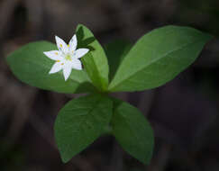 صورة Lysimachia europaea (L.) U. Manns & Anderb.