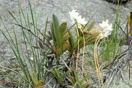 Image of Aerangis ellisii (B. S. Williams) Schltr.