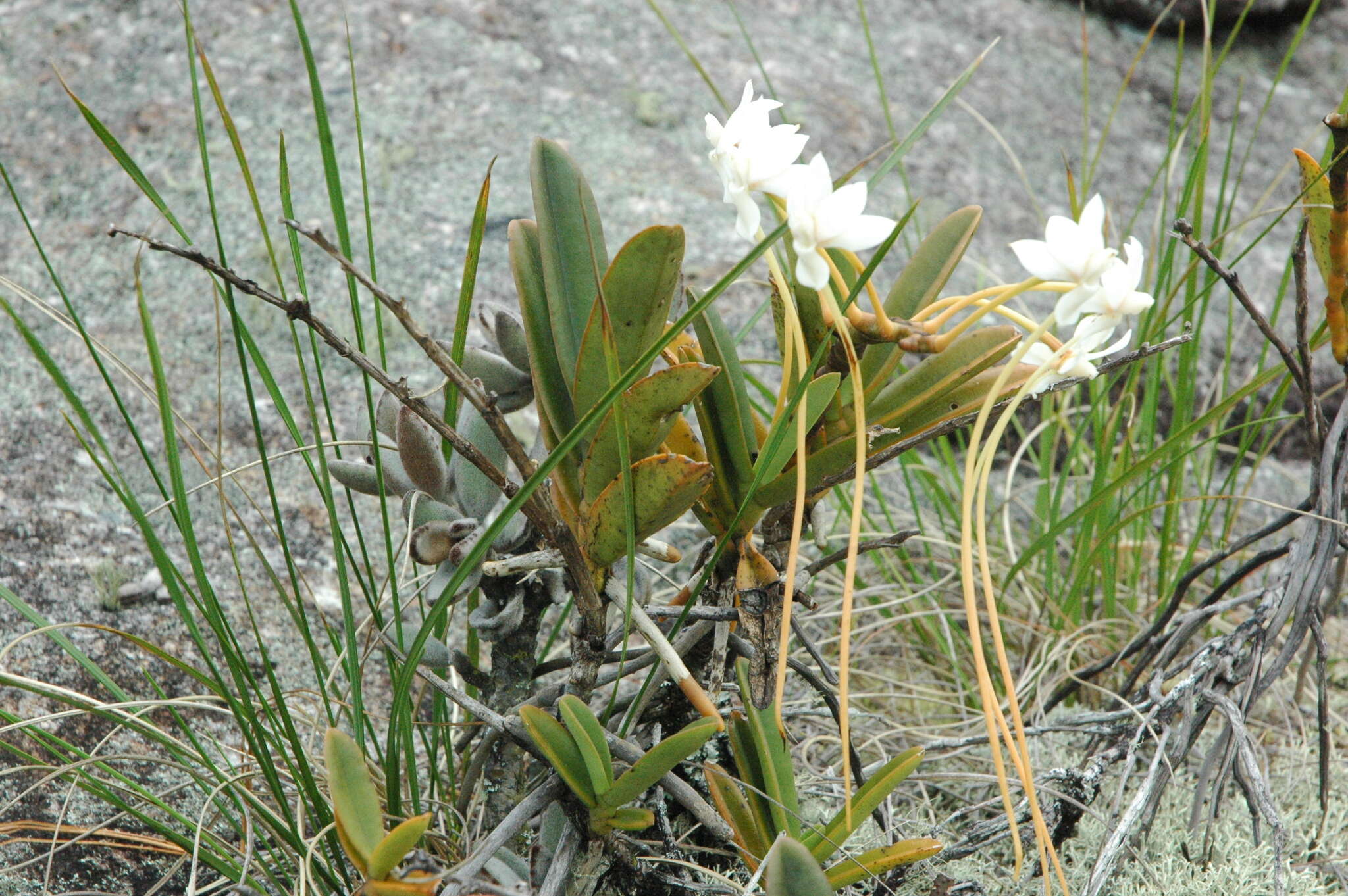 Image de Aerangis ellisii (B. S. Williams) Schltr.