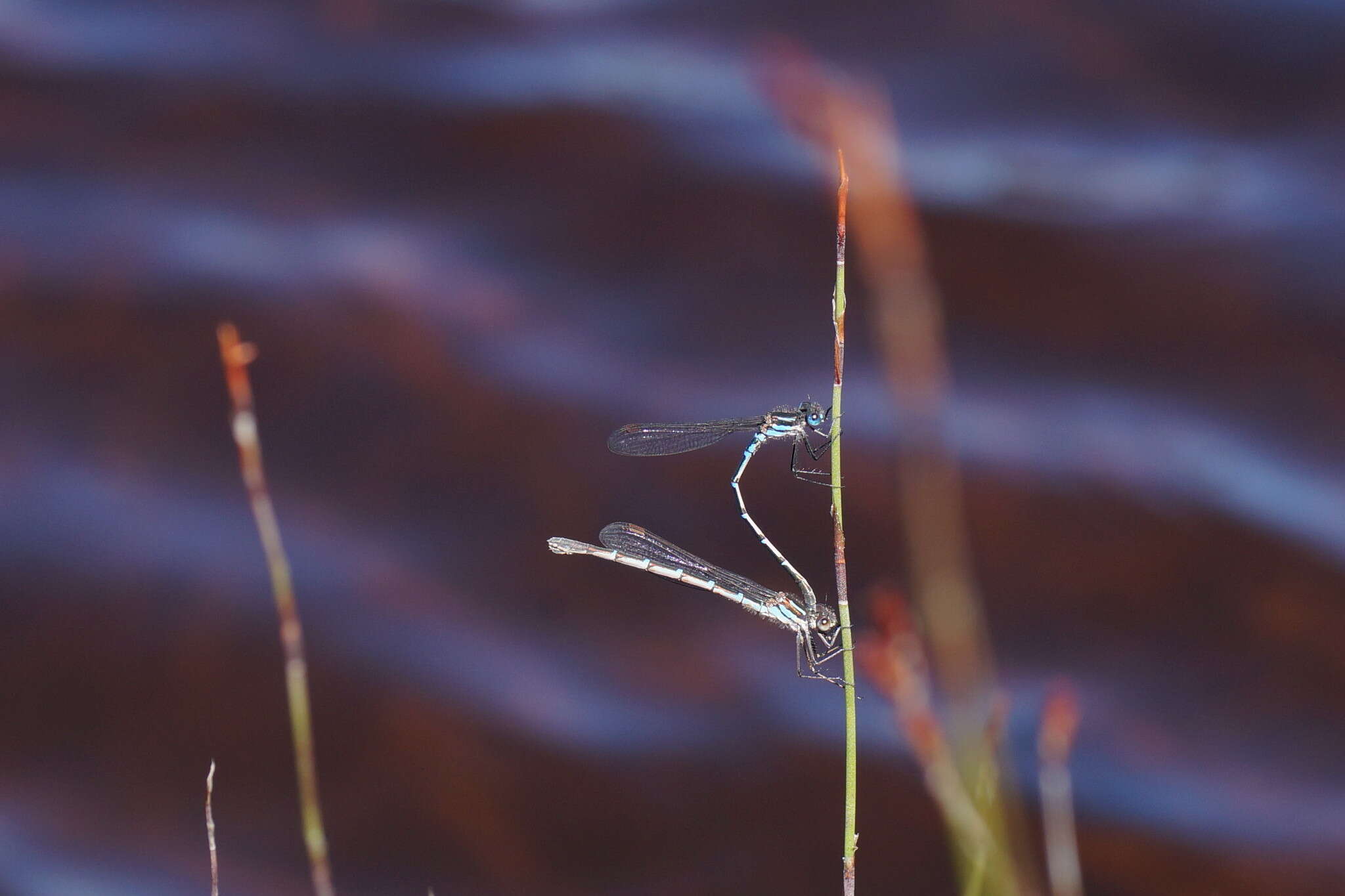 Sivun Austrolestes psyche (Hagen ex Selys 1862) kuva