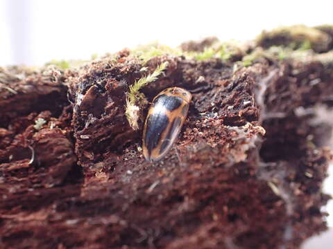 Image de Ischyrus dunedinensis Blatchley 1917