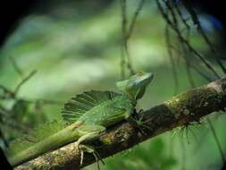 Image of Green Basilisk