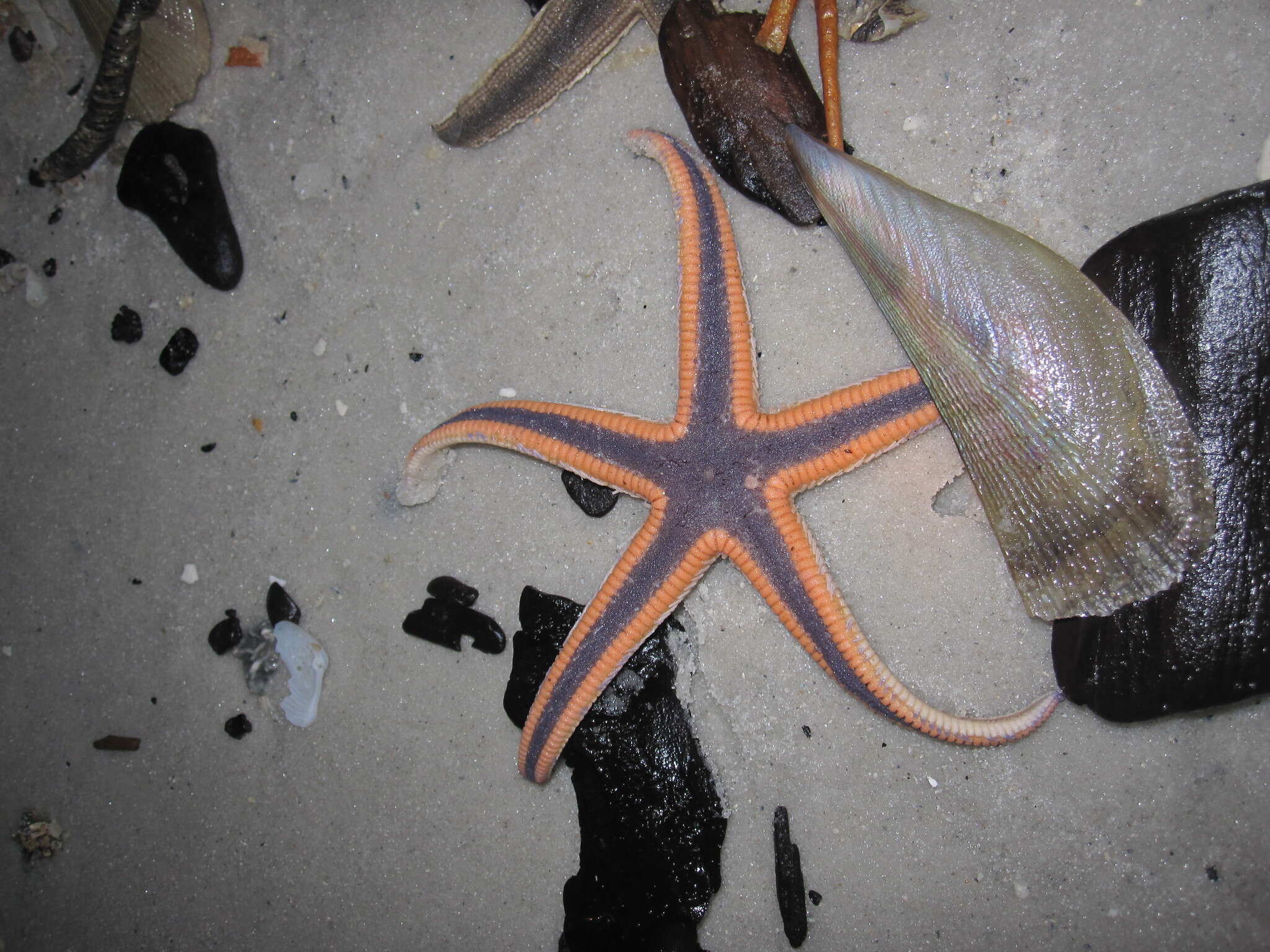 Image of Astropecten articulatus (Say 1825)