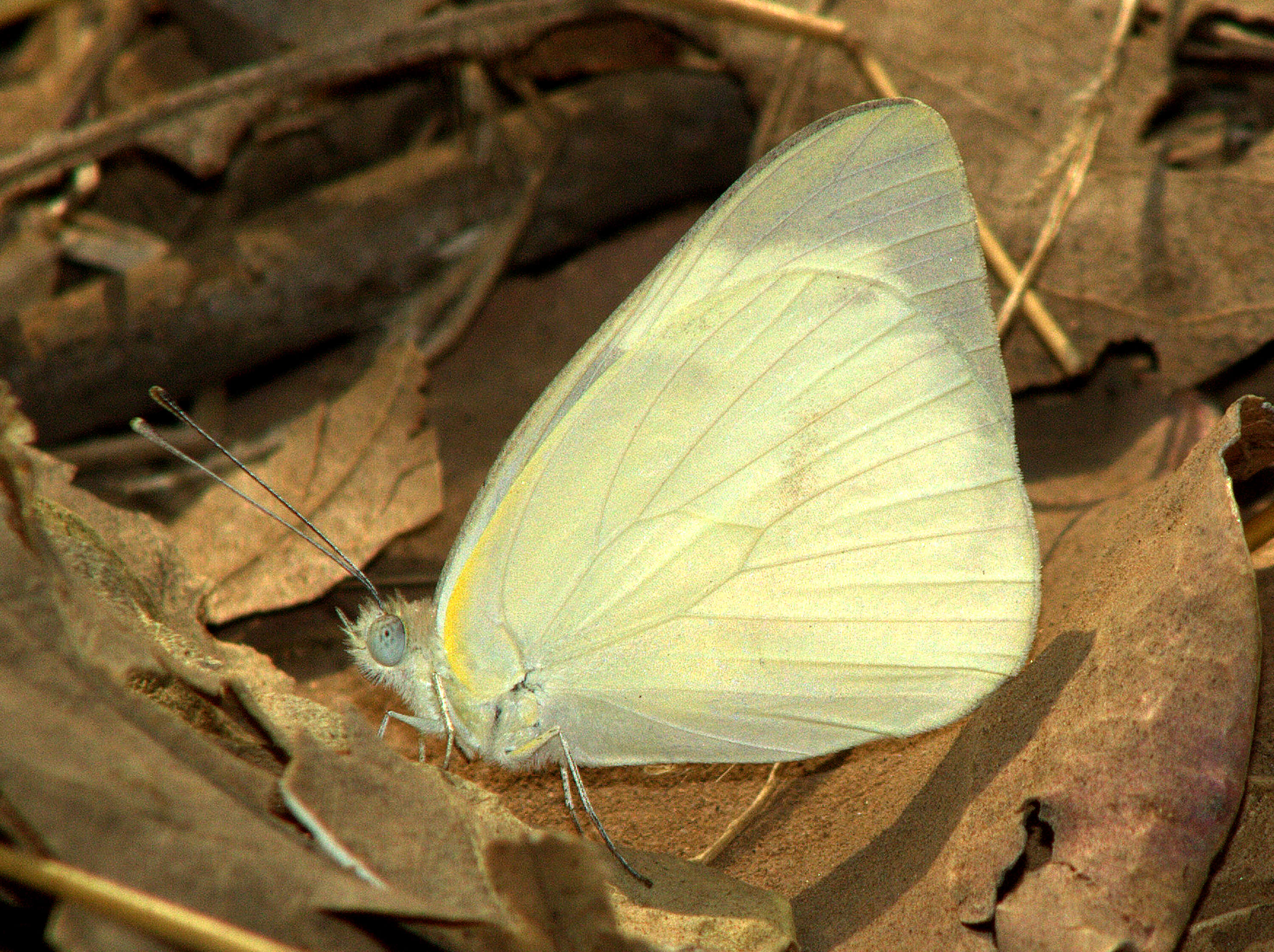 Image of Western Striped Albatross