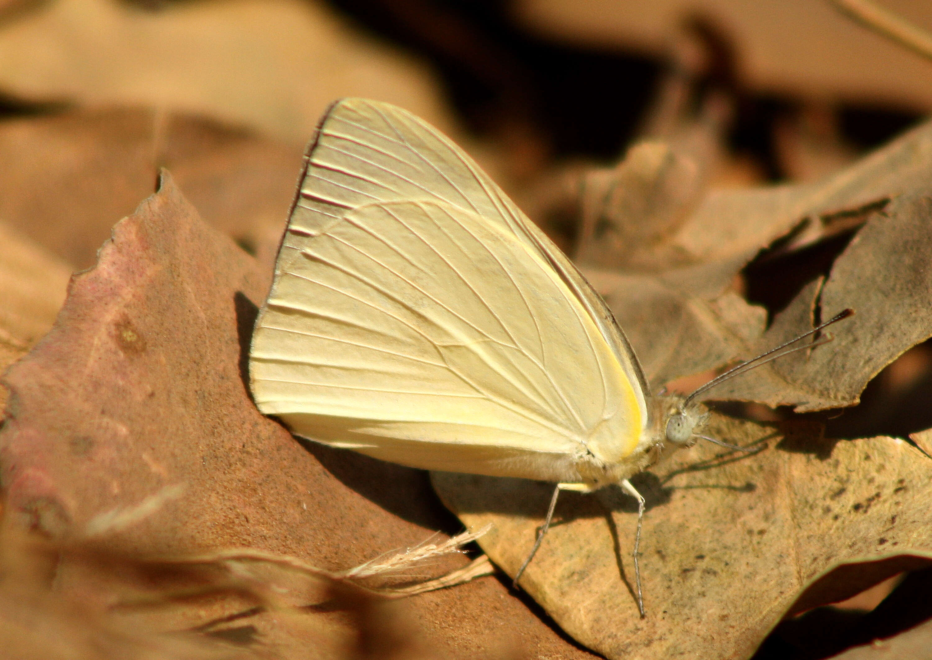 Image of Western Striped Albatross