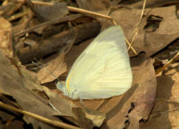 Image of Western Striped Albatross