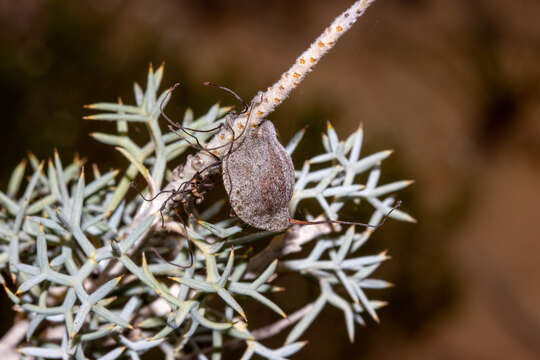 Image of Grevillea armigera Meissn.