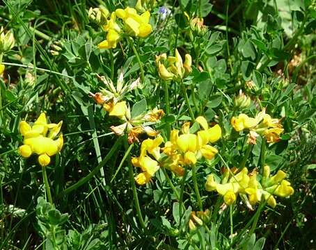 Image of Common Bird's-foot-trefoil