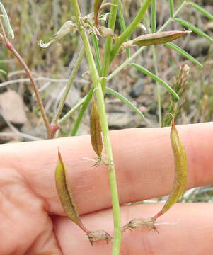 Image of Shivwits milk-vetch