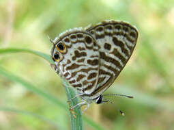 Image of Leptotes plinius