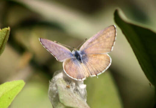 Image of Leptotes plinius