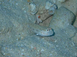 Image of Prawn-goby prawngoby shrimp-goby