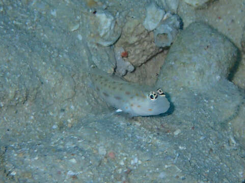 Image of Prawn-goby prawngoby shrimp-goby