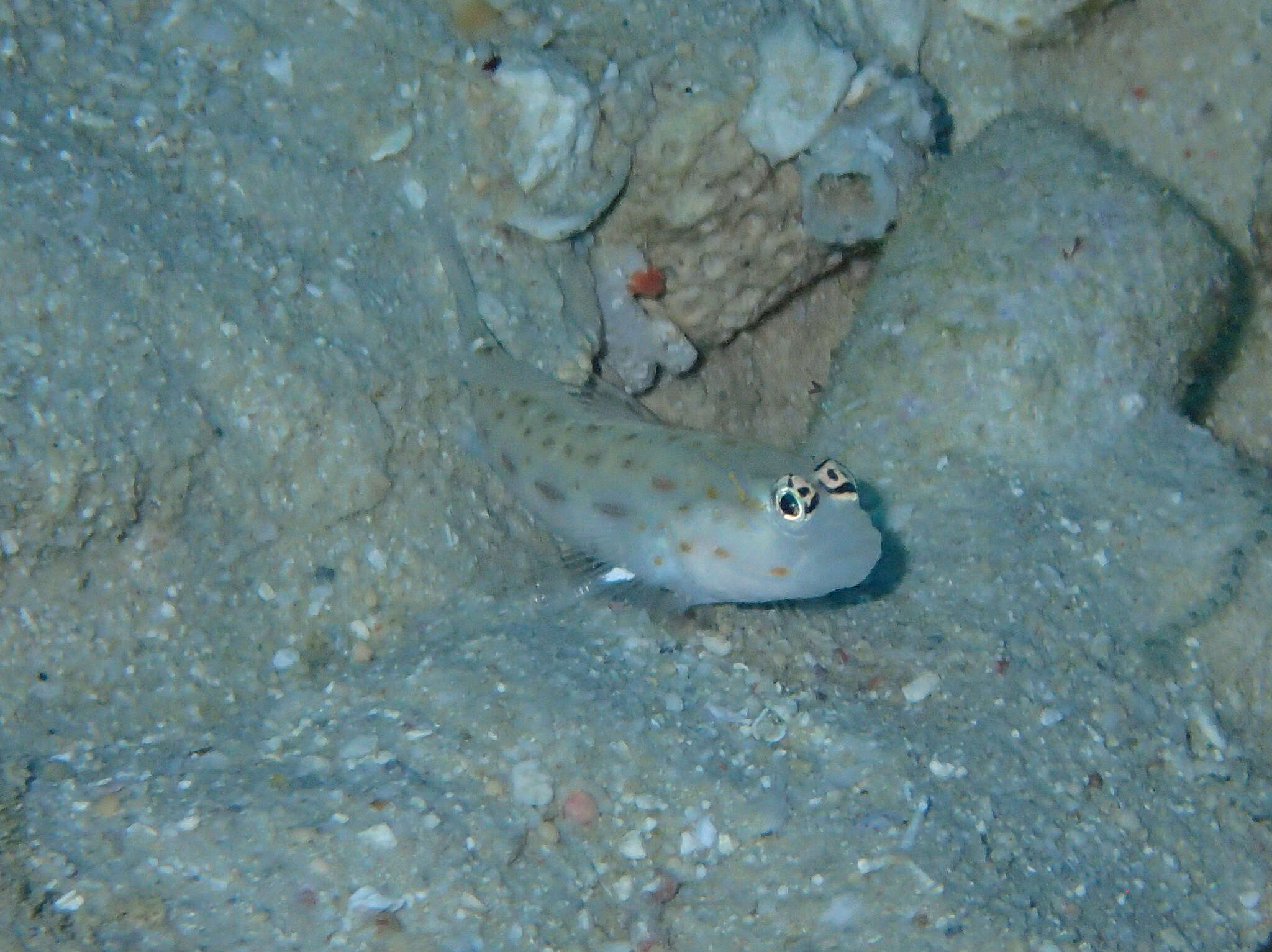 Image of Prawn-goby prawngoby shrimp-goby