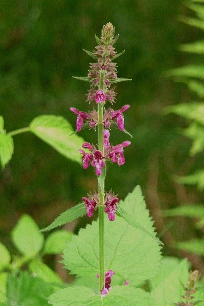 Image of hedge nettle