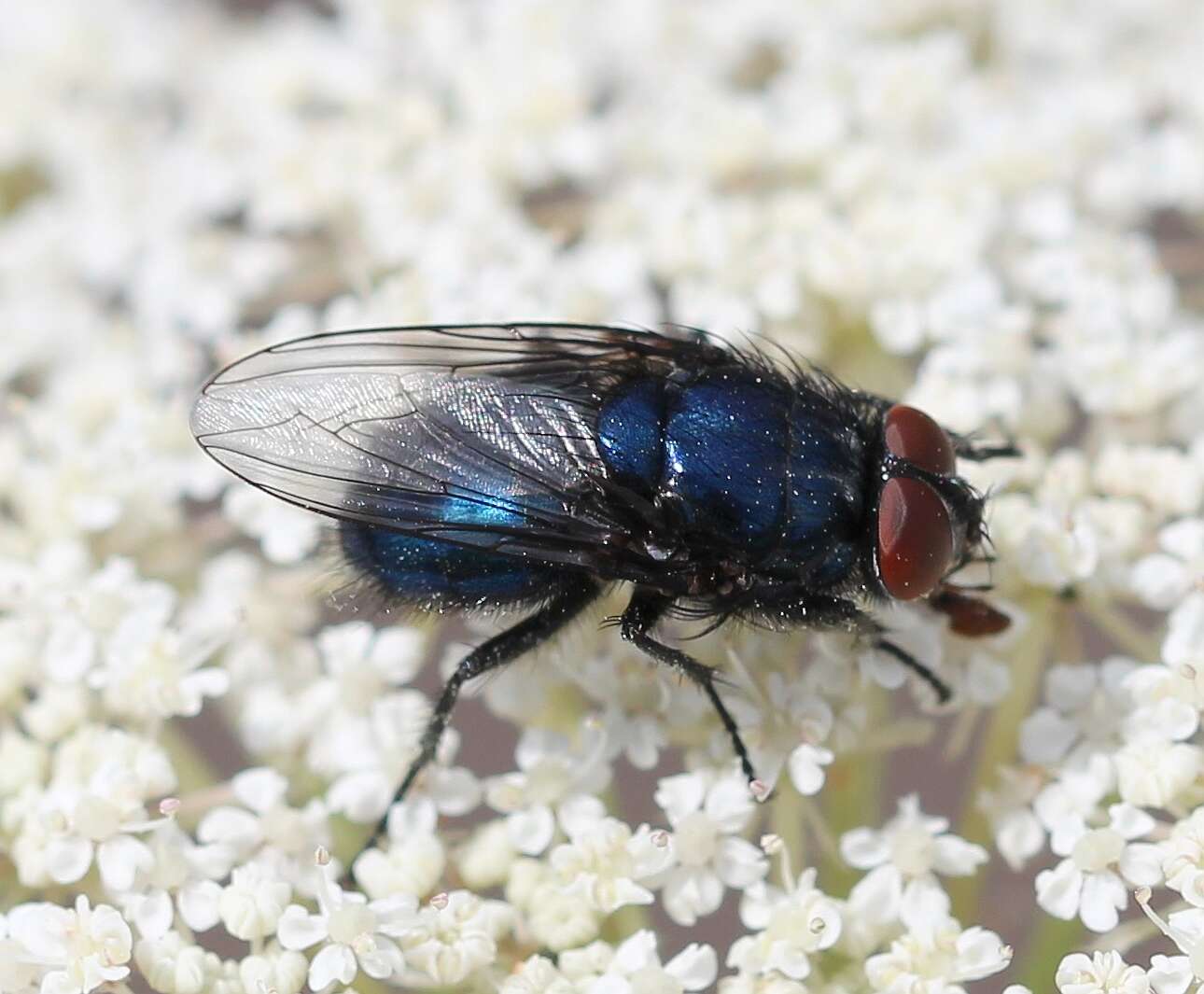 Image of Protocalliphora azurea (Fallen 1817)