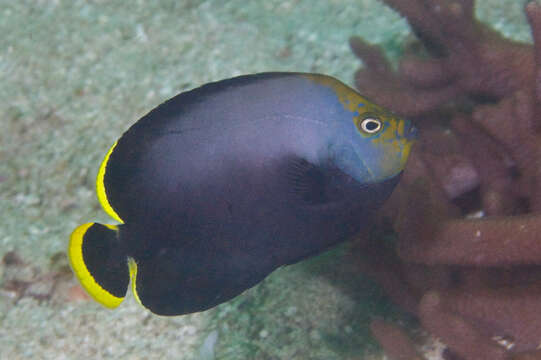 Image of Black Velvet Angelfish