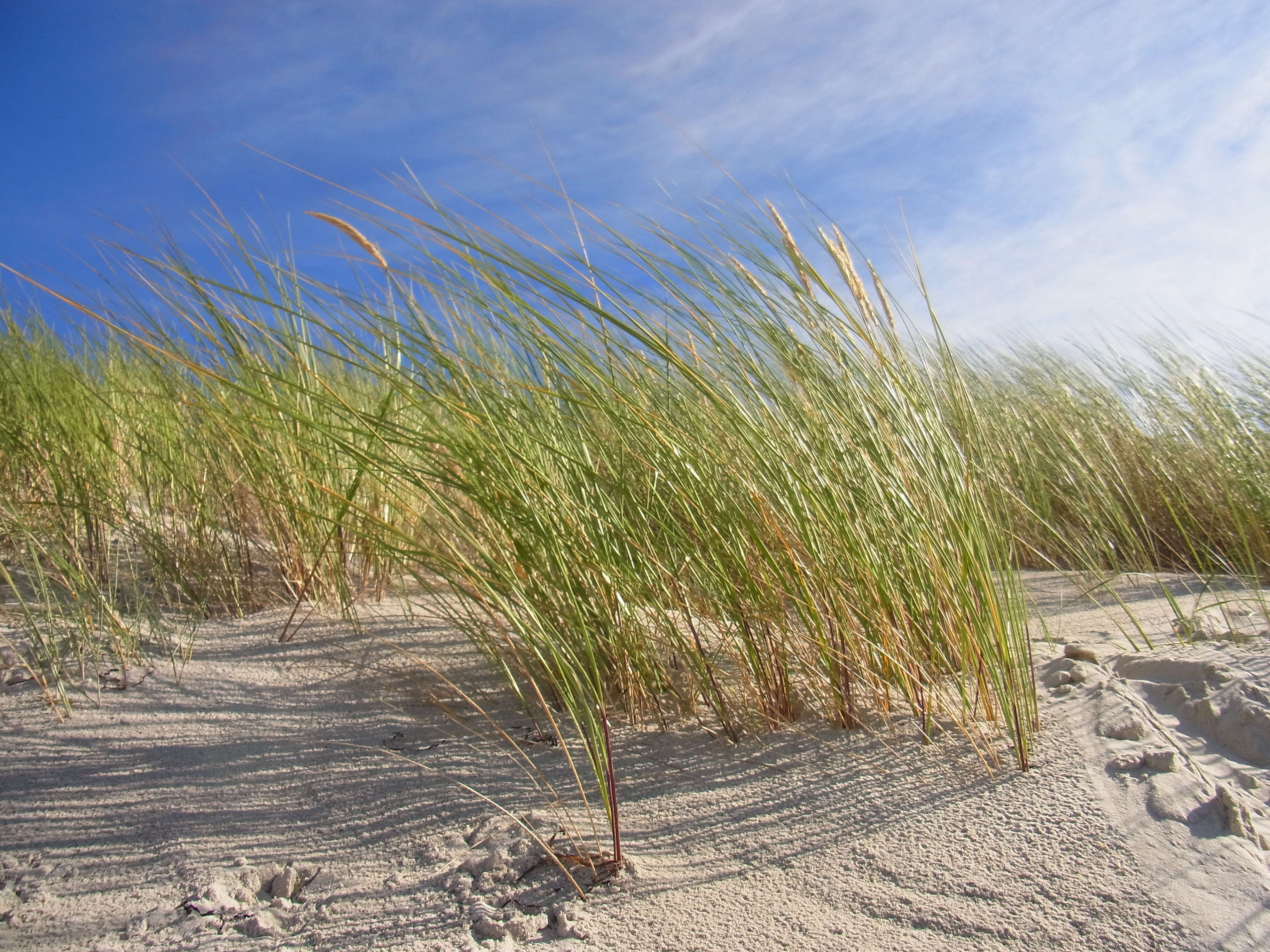 Image of European beachgrass