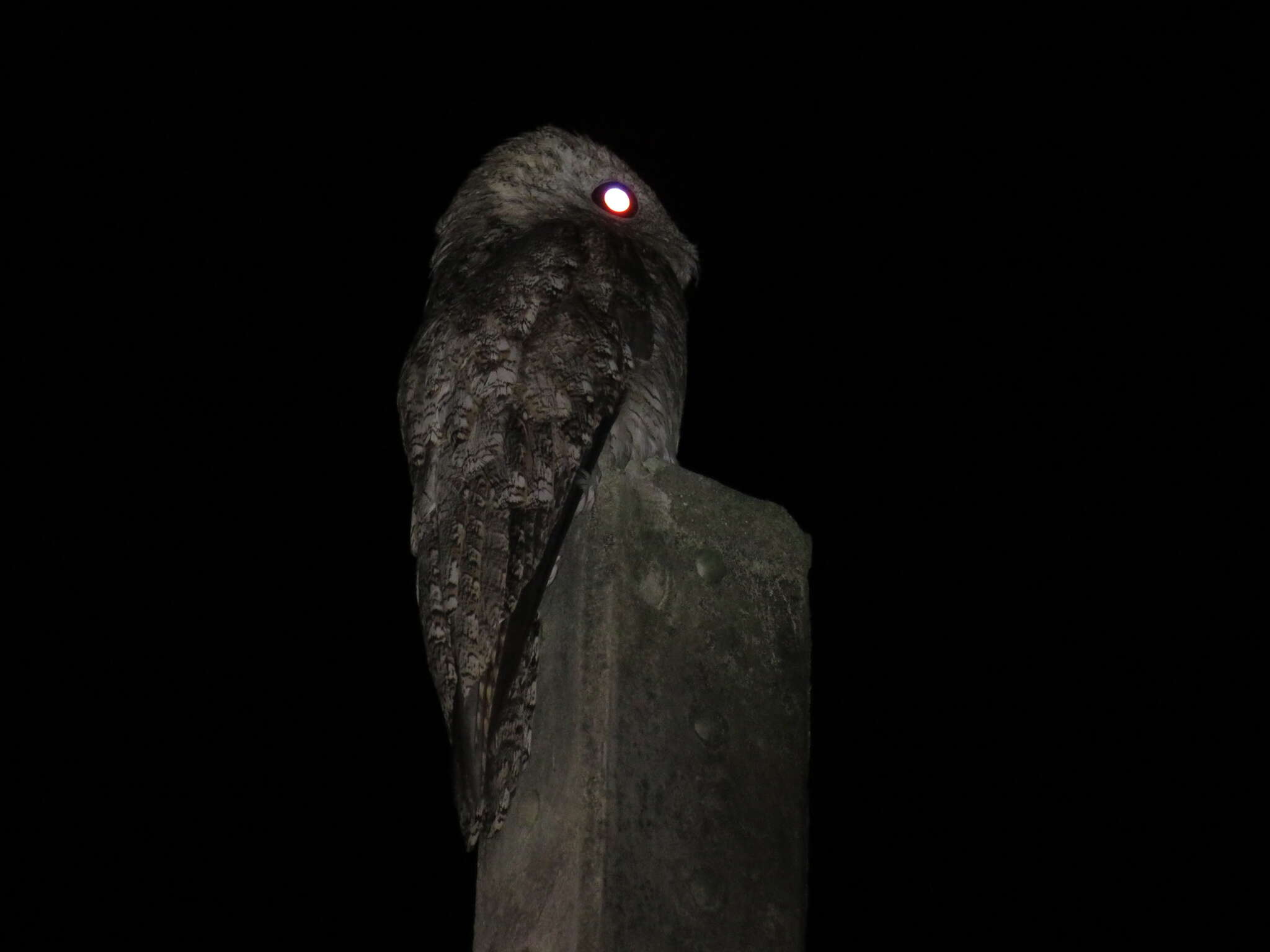 Image of Great Potoo