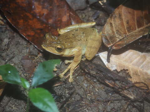 Image of Polypedates discantus Rujirawan, Stuart & Aowphol 2013