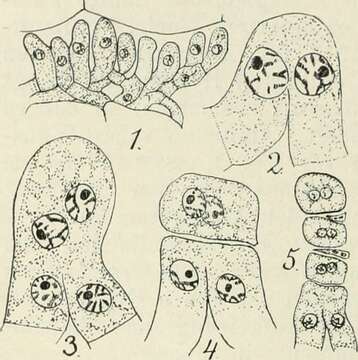 Image of Phragmidium