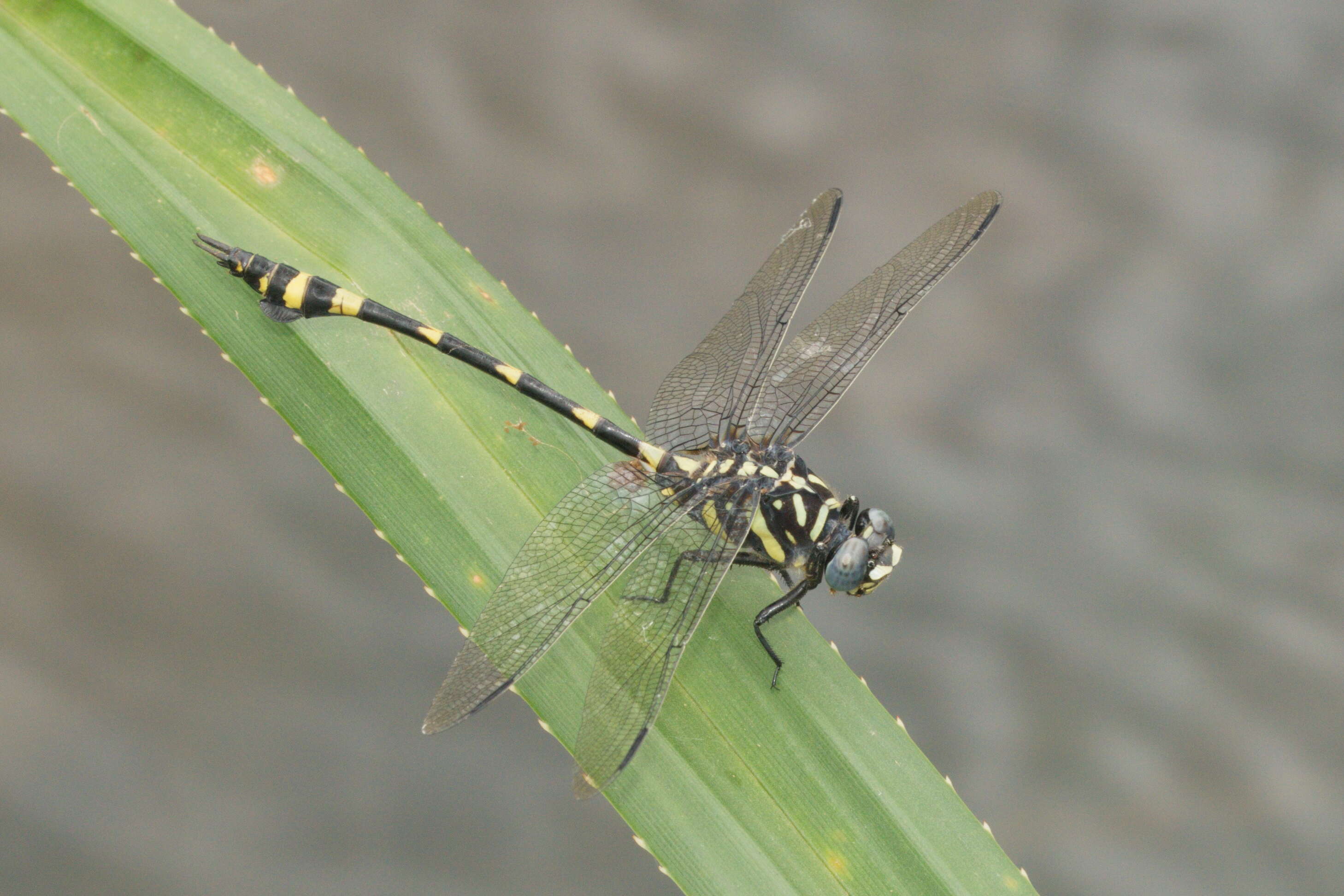 صورة Ictinogomphus rapax (Rambur 1842)