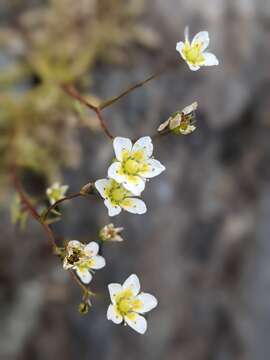 Imagem de Saxifraga aspera L.