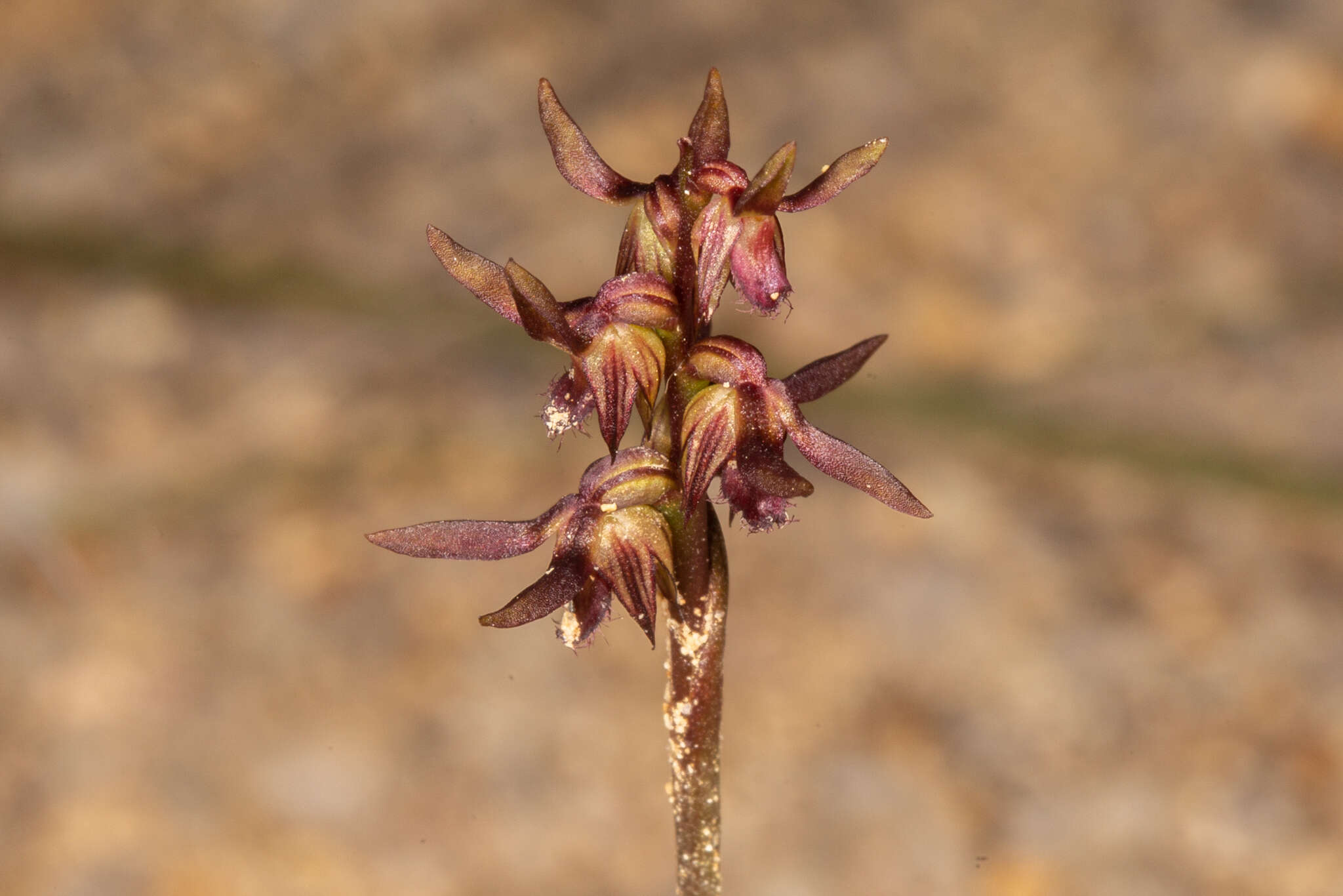 Image of Genoplesium cuspidatum