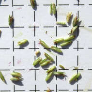 Image of pine barren flatsedge