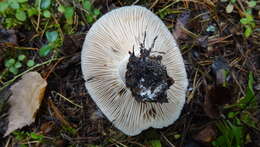 Image of Russula adusta (Pers.) Fr. 1838