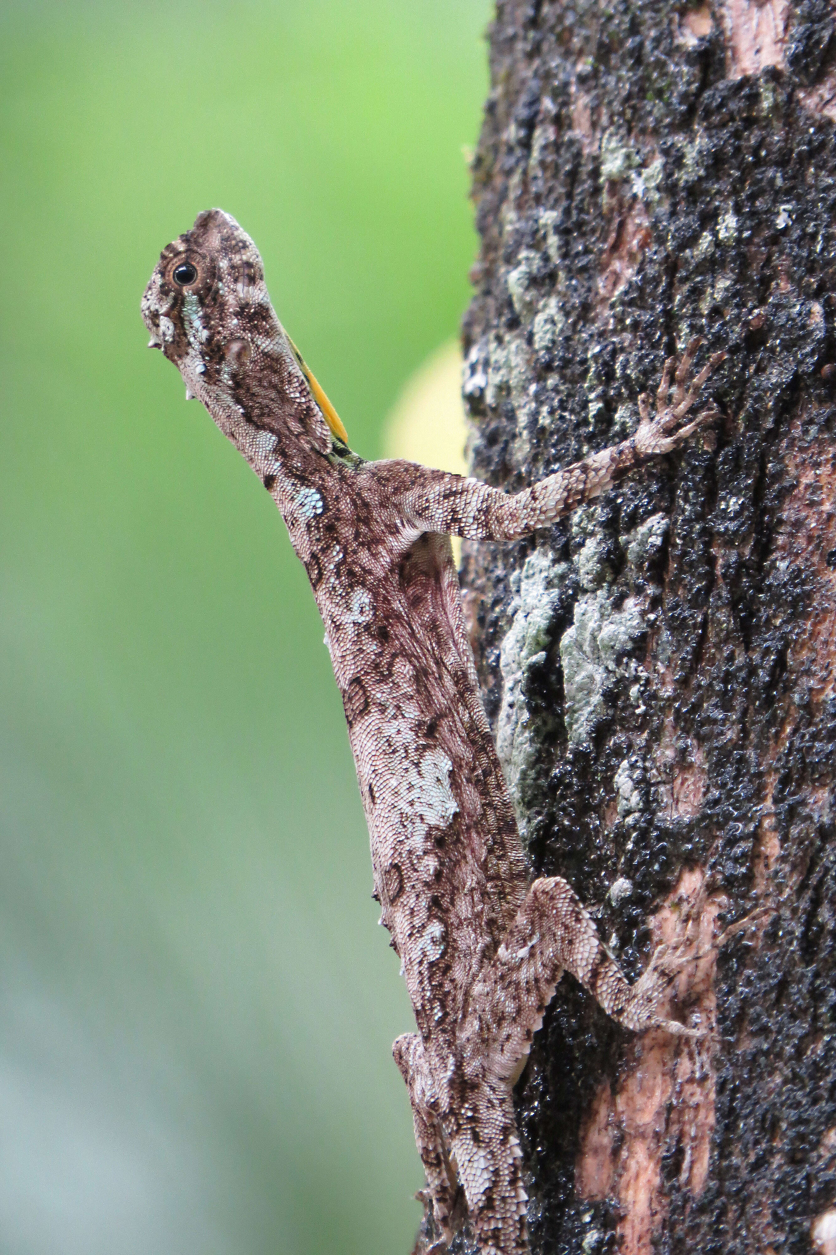 Image of Indian flying lizard