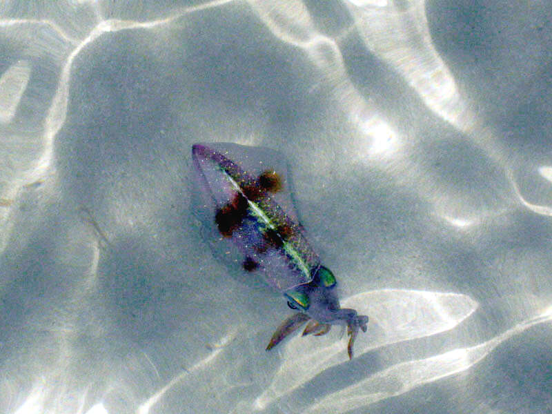 Image of Caribbean reef squid