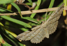 Scopula immorata Linnaeus 1758 resmi