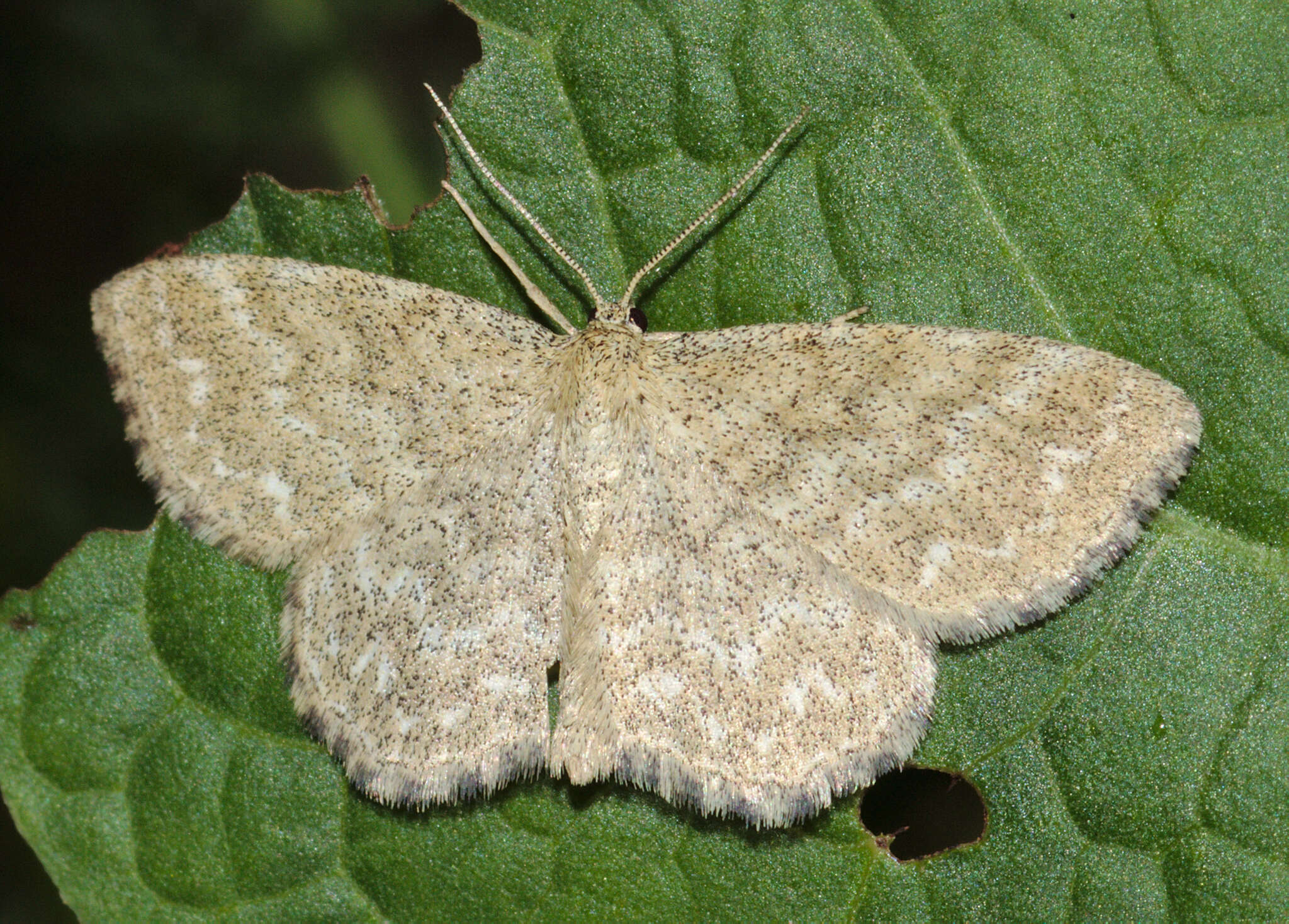 Scopula immorata Linnaeus 1758 resmi