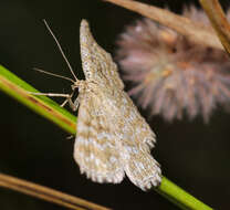 Scopula immorata Linnaeus 1758 resmi