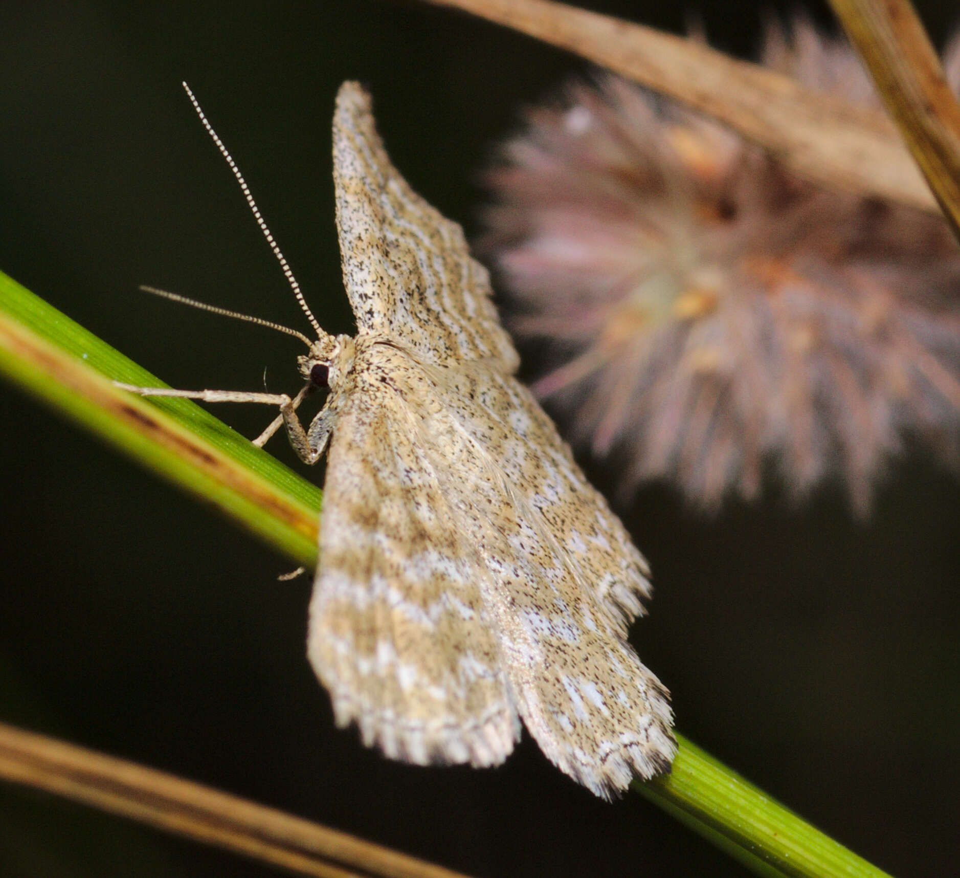 Scopula immorata Linnaeus 1758 resmi