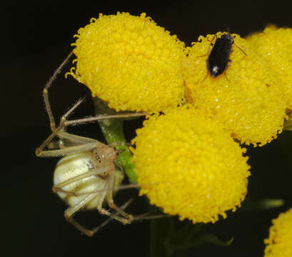 Image of Enoplognatha ovata (Clerck 1757)