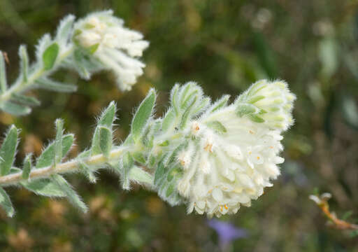 صورة Pimelea octophylla R. Br.