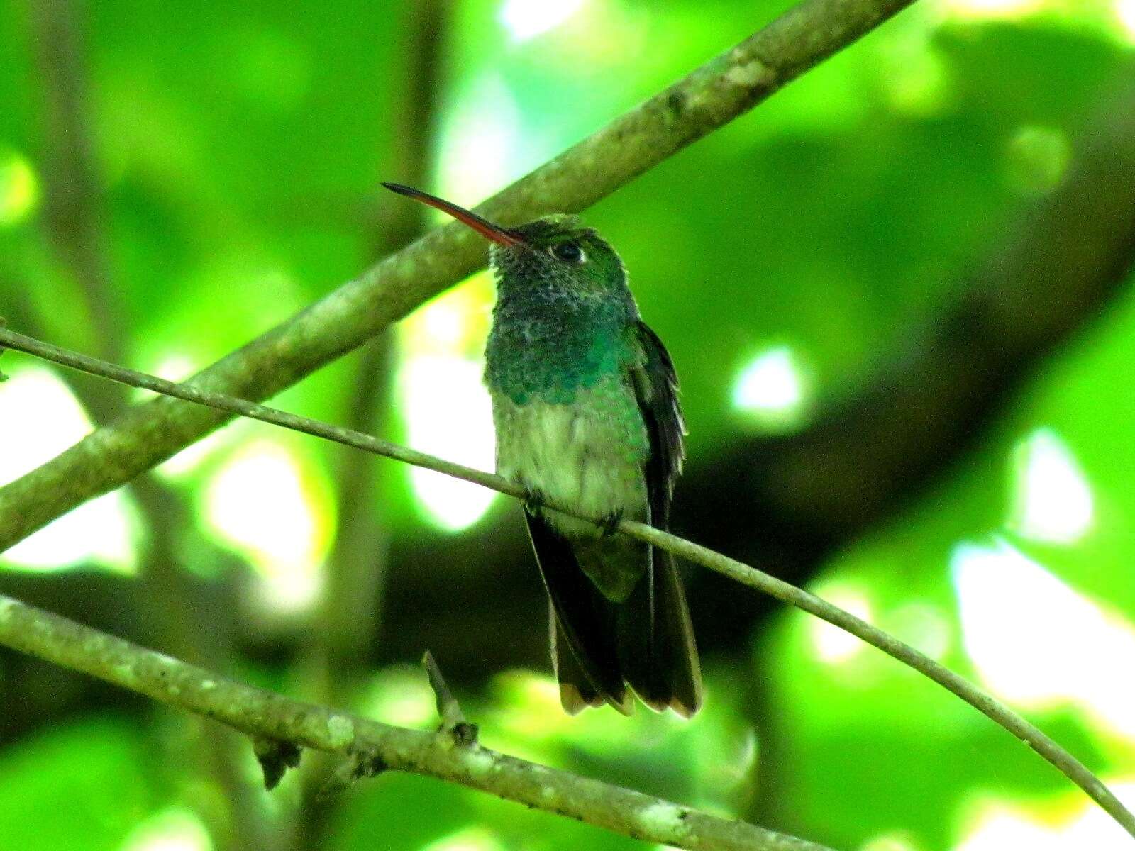 Image of Honduran Emerald