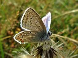 Image of common blue