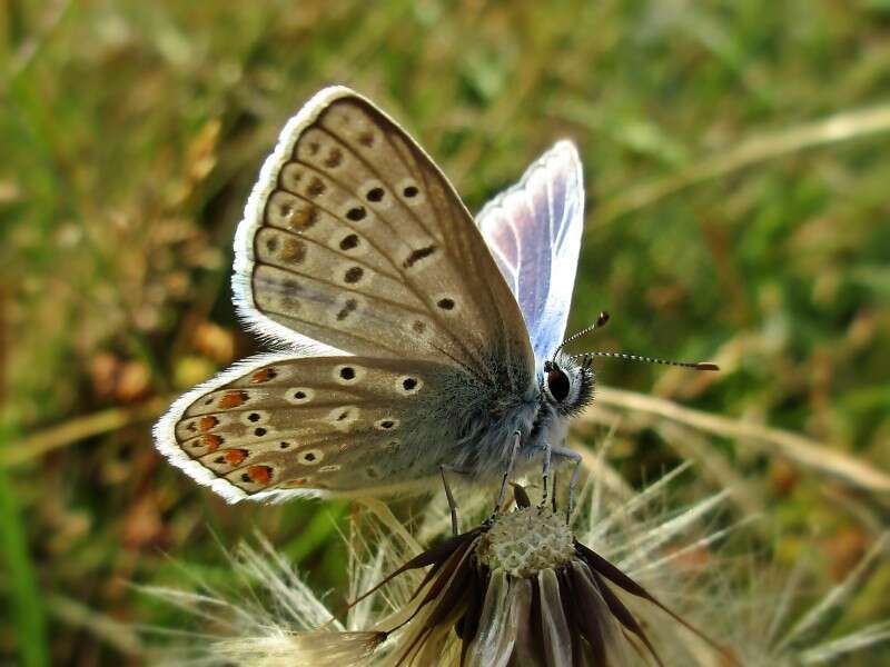 Image of common blue