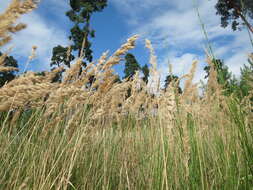 Imagem de Calamagrostis epigejos (L.) Roth