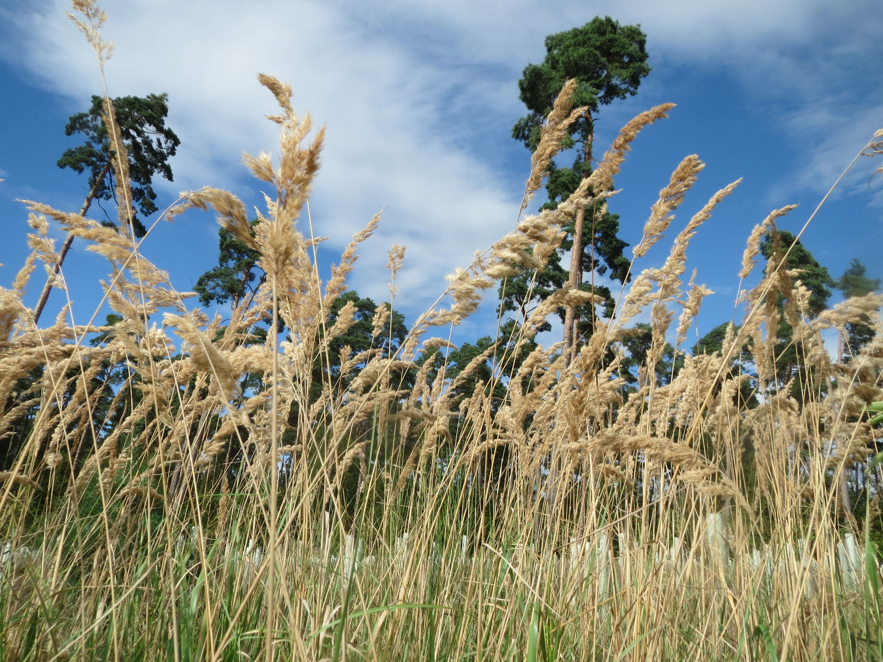 Imagem de Calamagrostis epigejos (L.) Roth