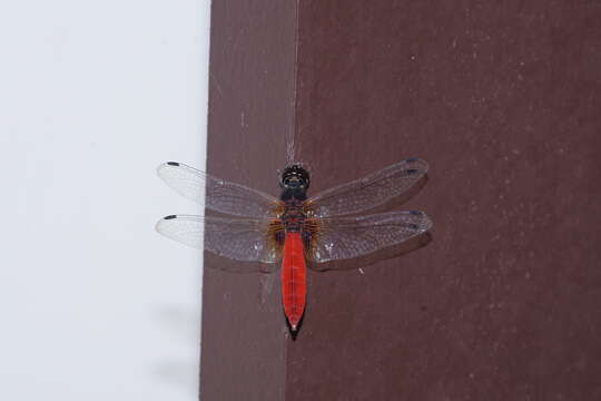 Image of Aethriamanta brevipennis (Rambur 1842)