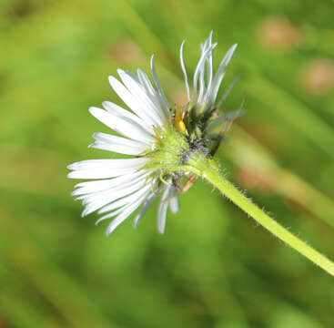 Image of large mountain fleabane