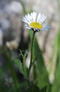 Image of large mountain fleabane